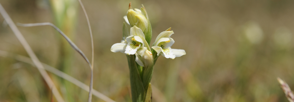 PALE YELLOW ORCHID Gavilea australis